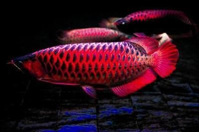 如何飼養(yǎng)紅龍魚(yú)（紅龍魚(yú)飼養(yǎng)注意事項(xiàng)，紅龍魚(yú)缸內(nèi)布置技巧）