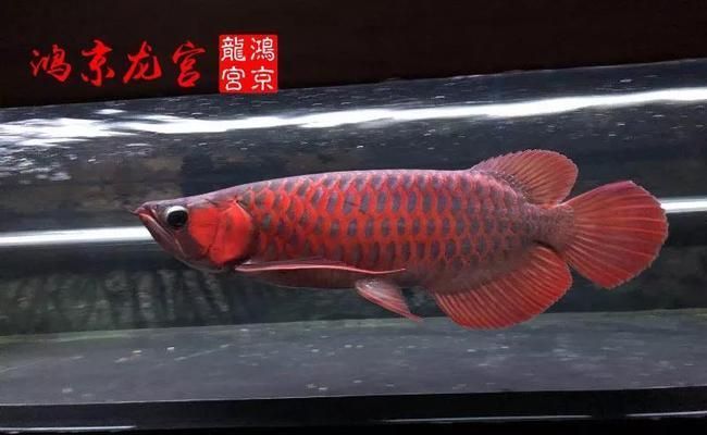 鴻京龍宮紅龍魚(yú)怎么樣：鴻京龍宮紅龍魚(yú)怎么樣鴻京龍宮紅龍魚(yú)怎么樣