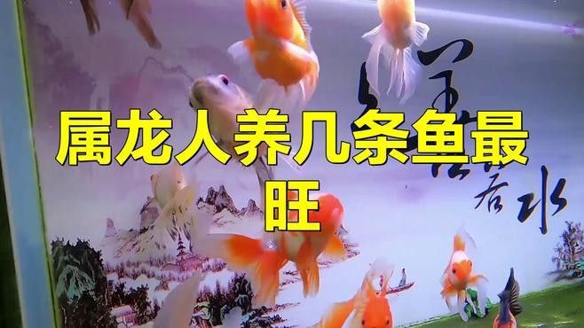 屬龍的人養魚數量有講究嗎？