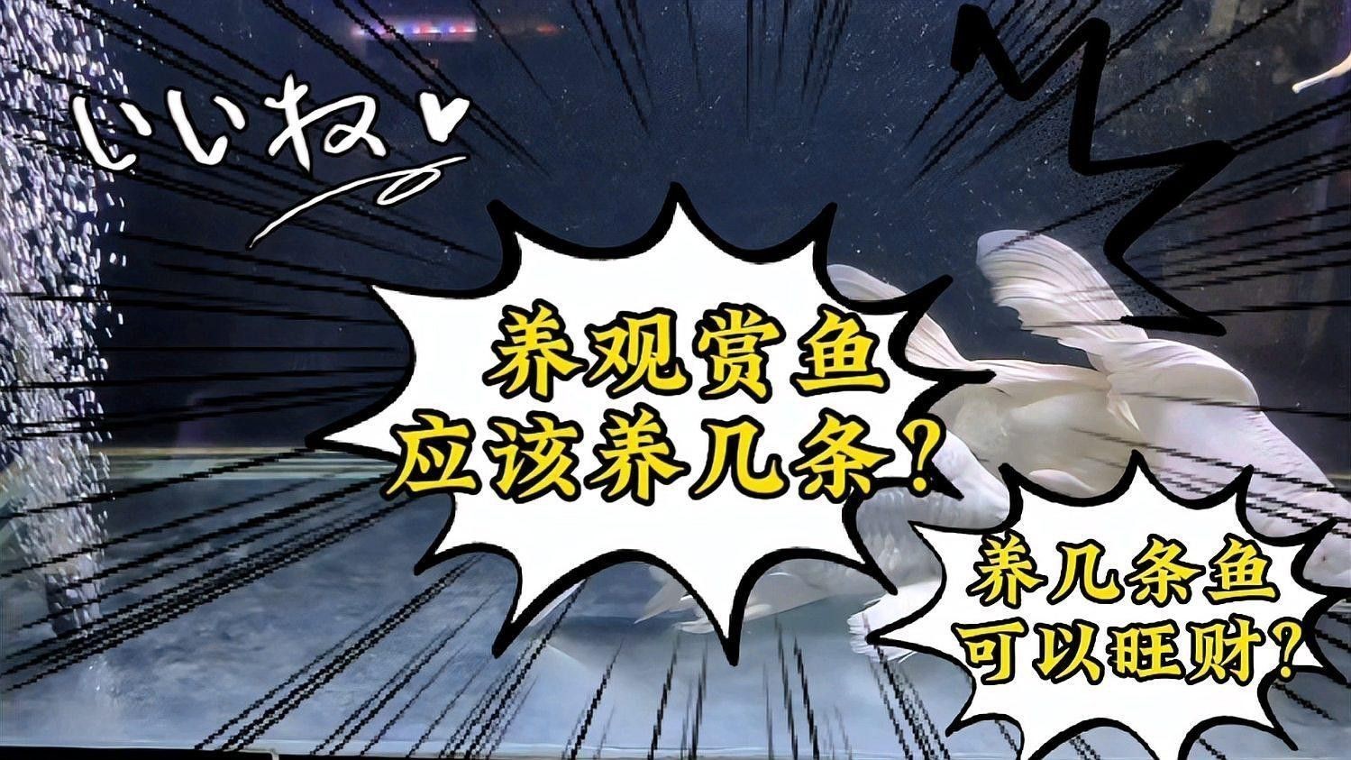 屬龍的人養魚數量有講究嗎？