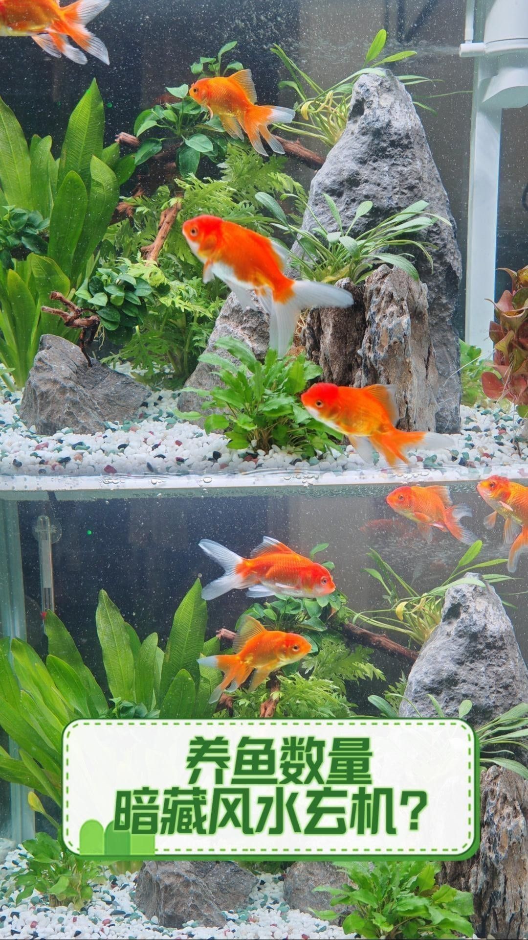 屬龍的人養魚數量有講究嗎？