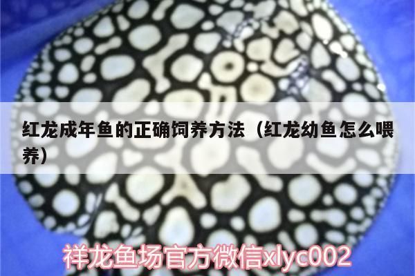 20公分紅龍魚苗怎樣養(yǎng)：養(yǎng)殖紅龍魚苗需要注意什么，紅龍魚苗光照需求解析