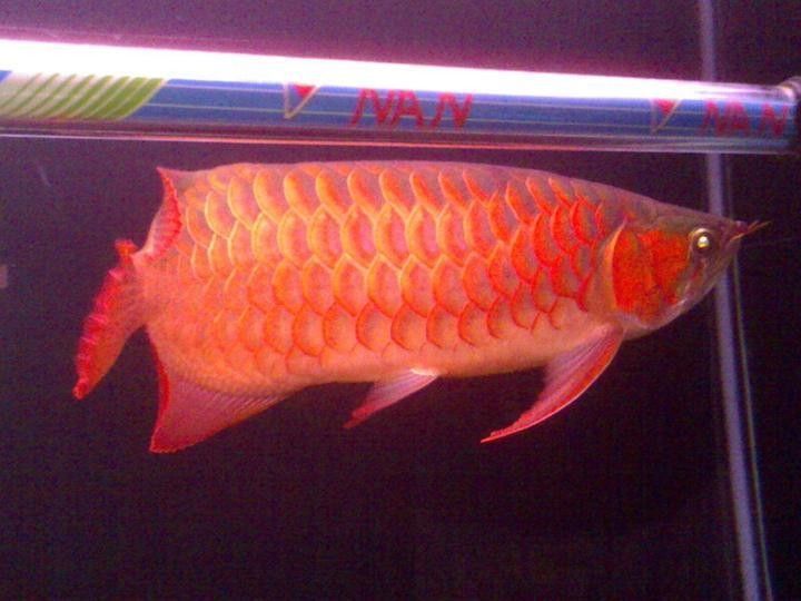 龍魚內外寄同時治療會有哪些風險？