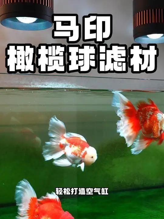 馬印橄欖球濾材優缺點