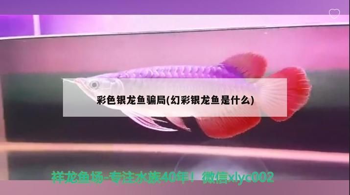 怎樣使紅龍魚食欲增加呢視頻教程（怎樣使紅龍魚食欲增加呢視頻教程下載）