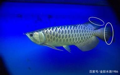 龍魚發黑的處理方法（龍魚為什么會發黑）