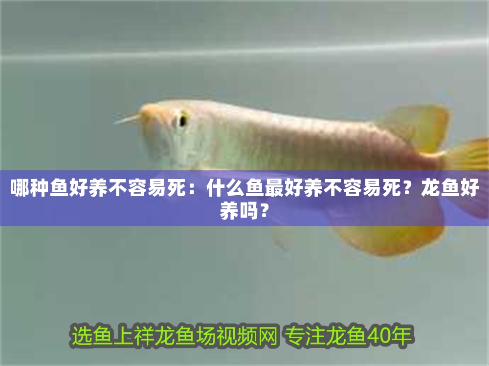 哪種魚好養不容易死：什么魚最好養不容易死？龍魚好養嗎？