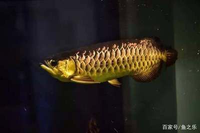 大龍魚是什么魚：關于大龍魚的一些基本信息