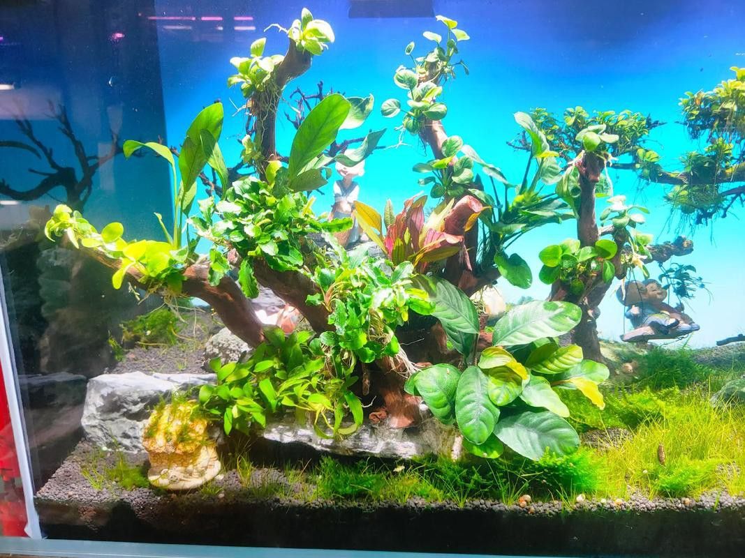 紅龍魚缸造景圖片欣賞大全