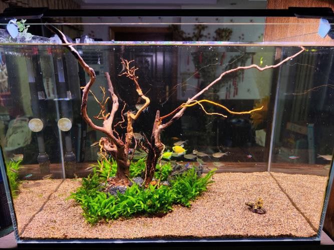 紅龍魚缸造景圖片欣賞大全