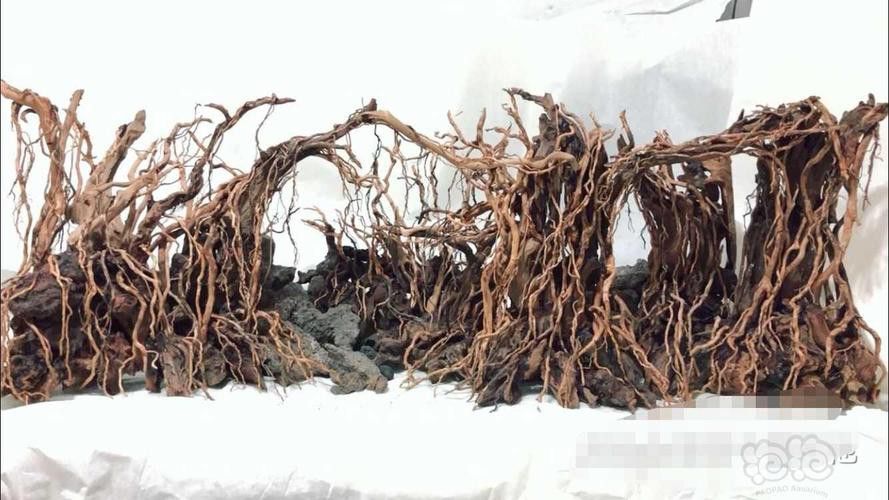 紅龍魚缸造景圖片欣賞大全