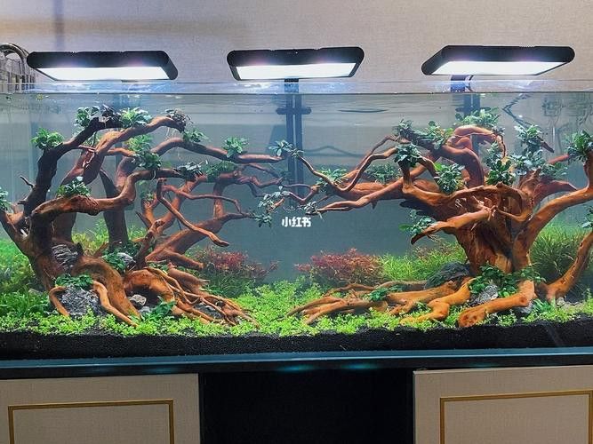 紅龍魚缸造景圖片欣賞大全