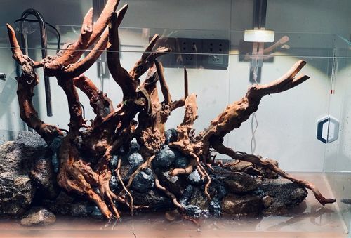 紅龍魚缸造景圖片欣賞大全