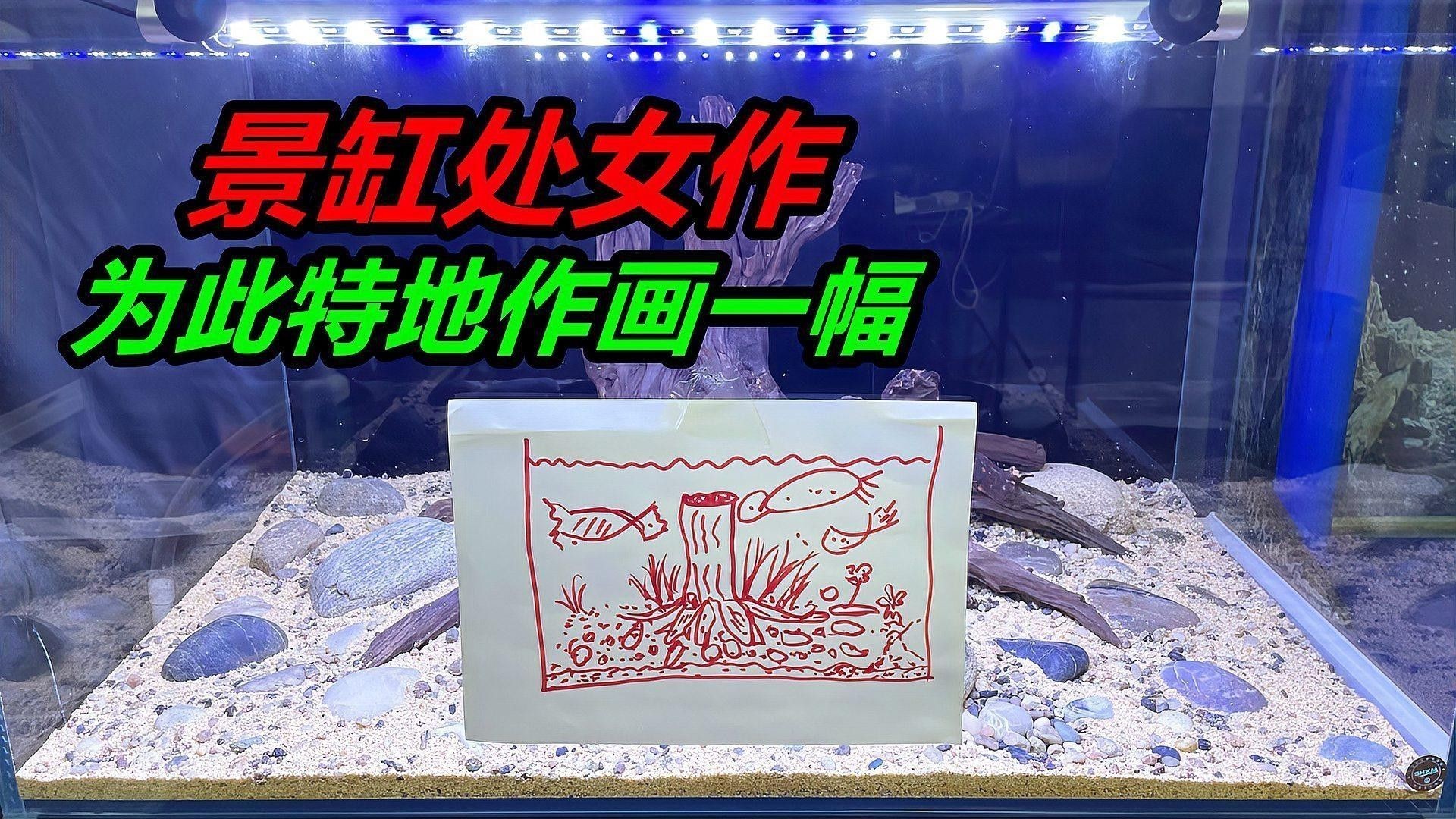 紅龍魚缸造景圖片欣賞大全