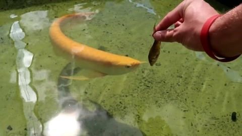 金龍魚叫什么原因：“金龍魚”名字對于不同的人來說可能代表著不同的含義