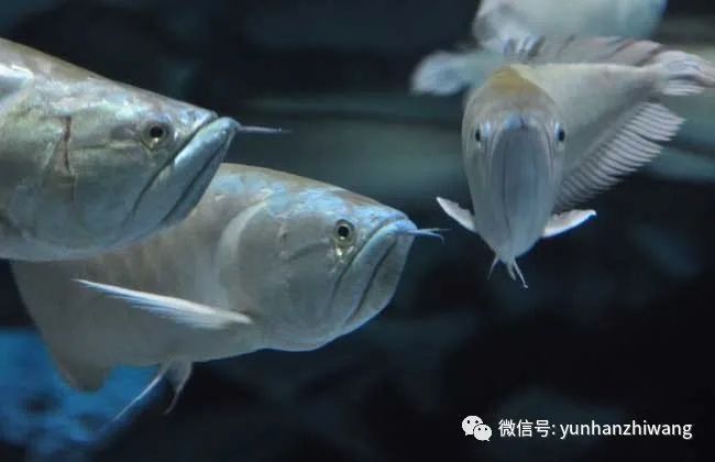 銀龍魚魚苗怎么養殖好
