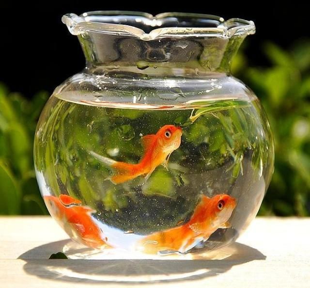 龍魚喂小金魚好嗎：在探討龍魚喂小金魚是否合適之前 龍魚喂小金魚好嗎：在探討龍魚喂小金魚是否合適之前 龍魚百科