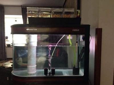 龍魚魚缸濾材哪個品牌好（龍魚魚缸濾材哪個品牌好龍魚魚缸濾材哪個品牌好）