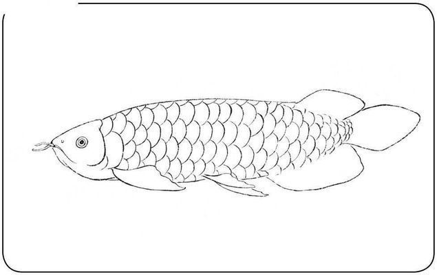 龍魚水彩畫：水彩畫基礎技法入門,龍魚形態特征解析