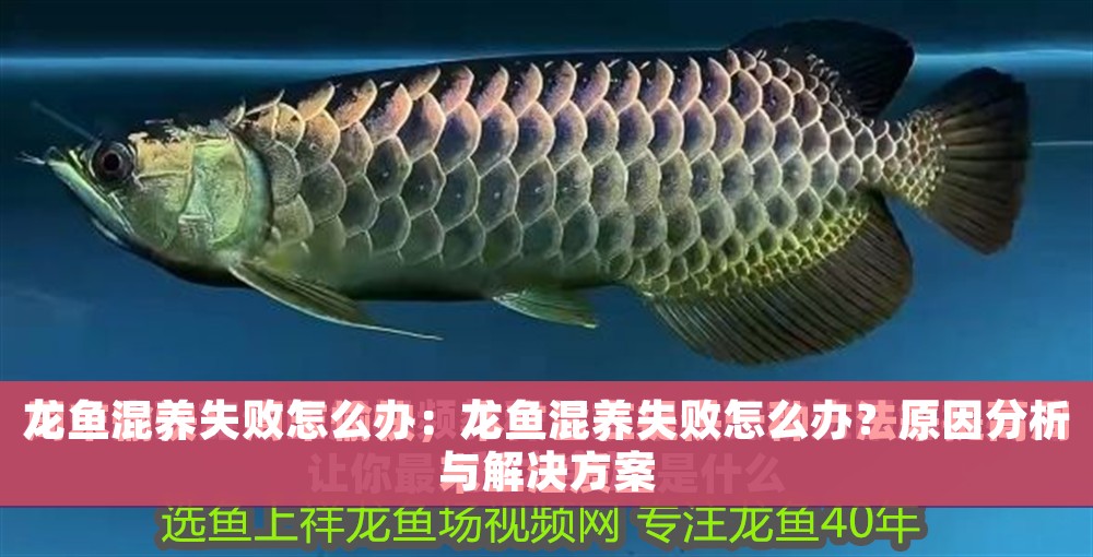 龍魚混養失敗怎么辦：龍魚混養失敗怎么辦？原因分析與解決方案