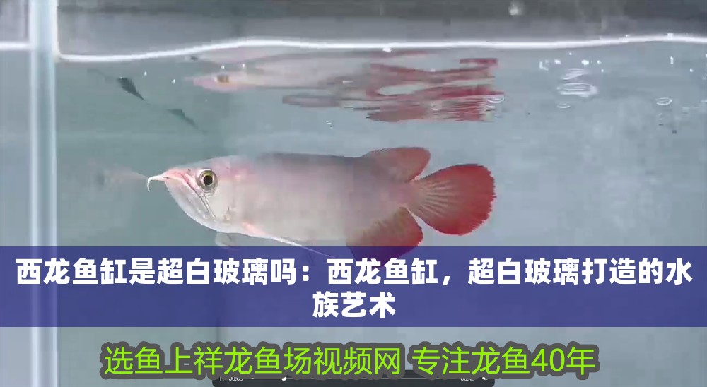 西龍魚缸是超白玻璃嗎：西龍魚缸，超白玻璃打造的水族藝術 西龍魚缸是超白玻璃嗎：西龍魚缸，超白玻璃打造的水族藝術 龍魚百科 第1張