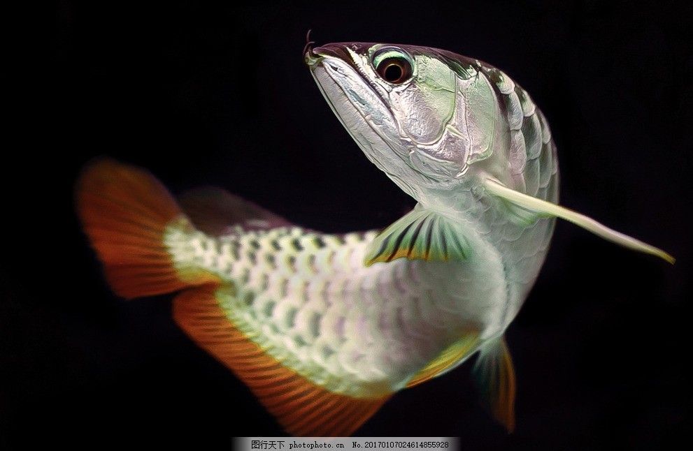 金龍魚照片大全大圖，金龍魚圖片大全