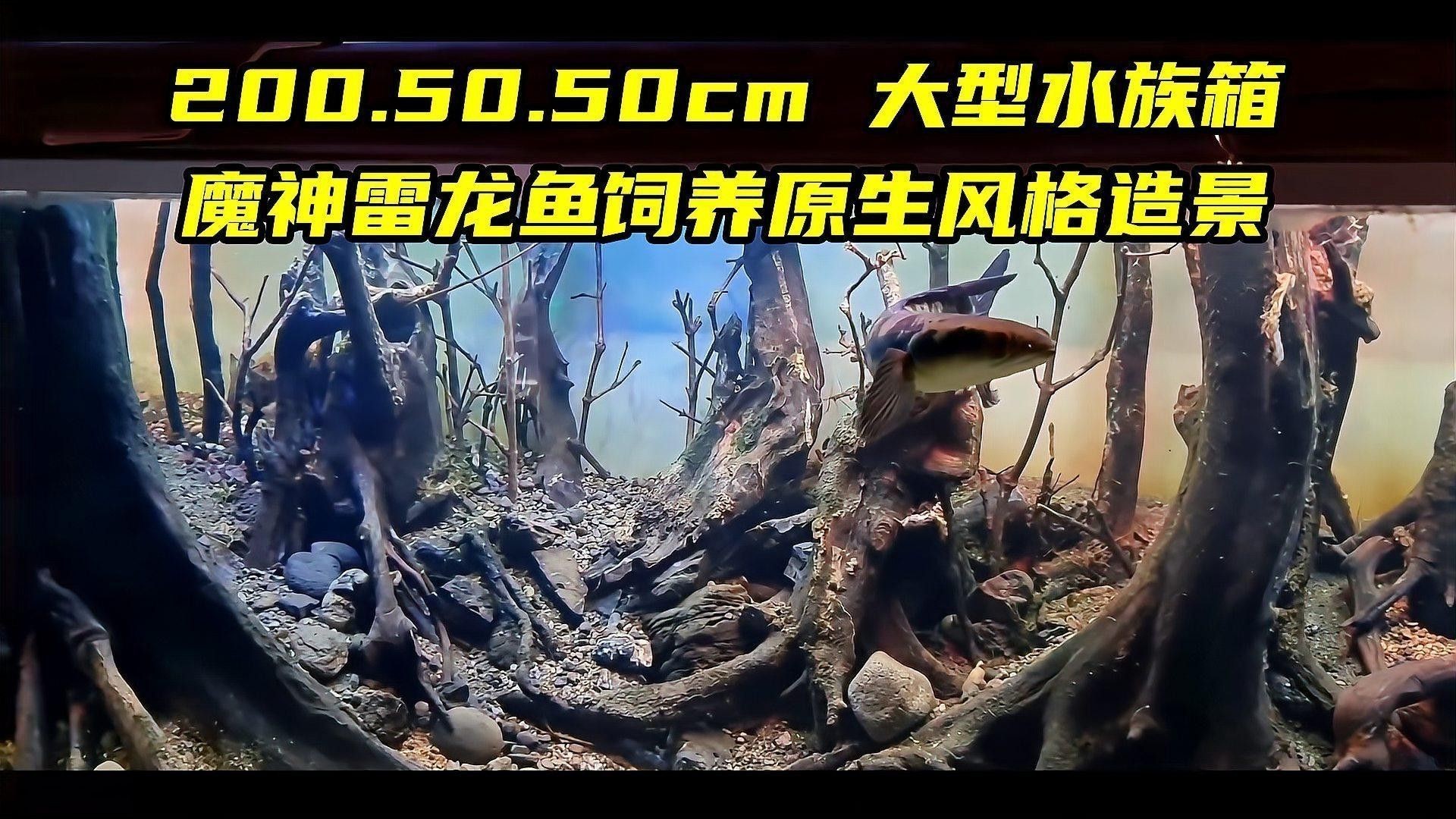如何設置龍魚混養缸的造景？