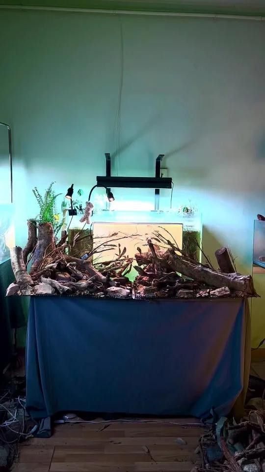 如何設置龍魚混養缸的造景？