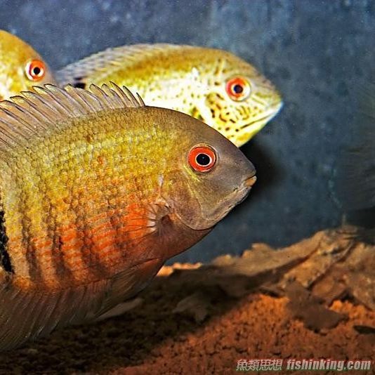 金菠蘿魚能長多大