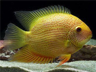 金菠蘿魚能長多大