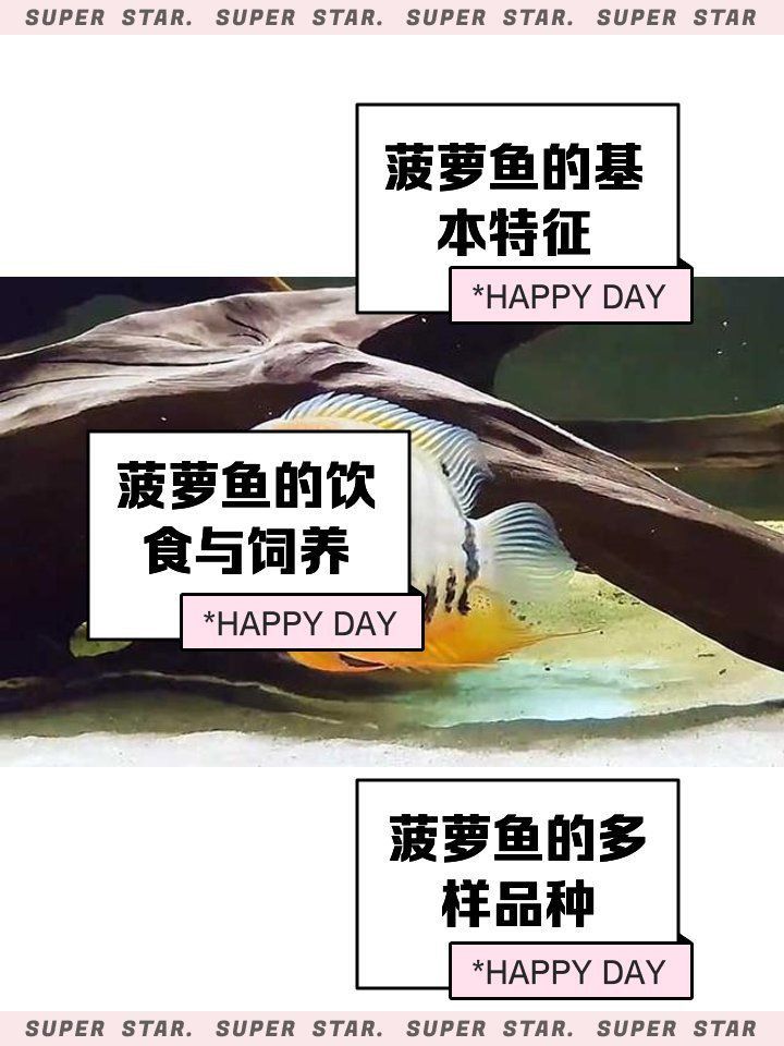 金菠蘿魚能長多大