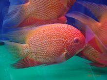 金菠蘿魚能長多大