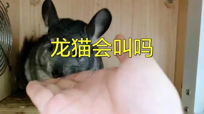 龍貓如何通過聲音語調識別情緒？