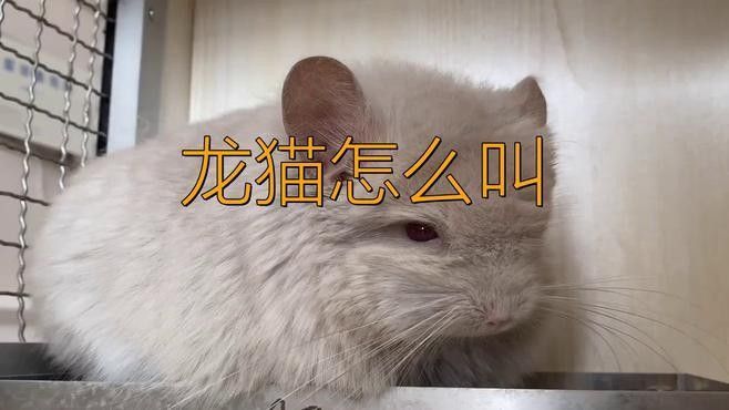 龍貓如何通過聲音語調識別情緒？