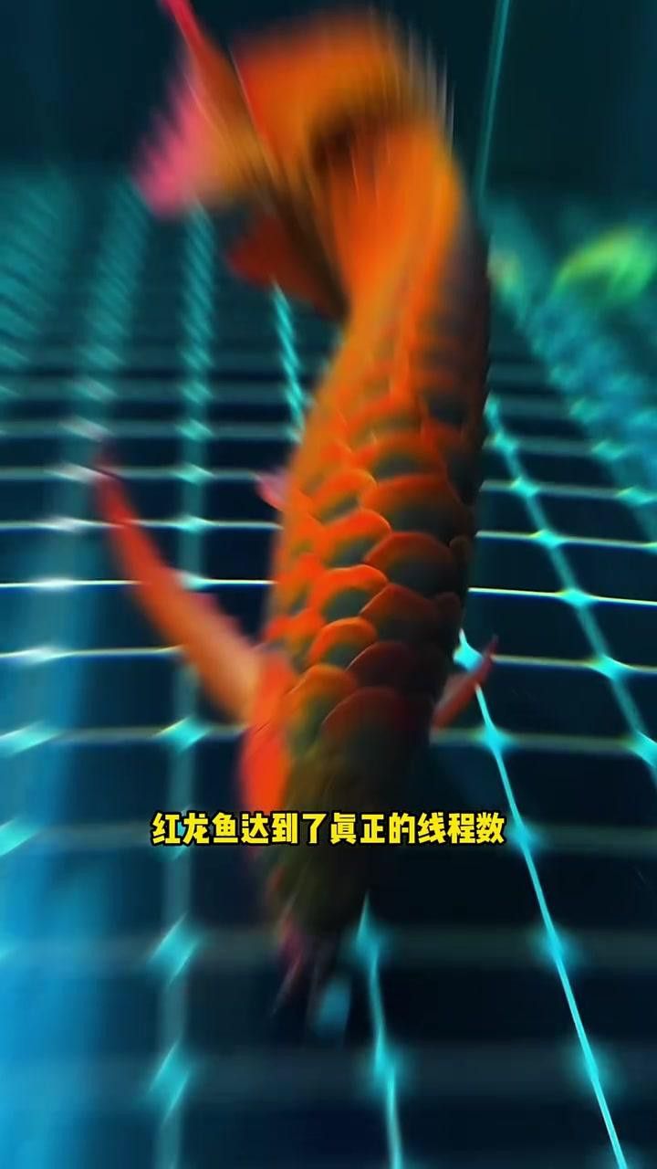 紅龍魚缸燈光需要漸變嗎？