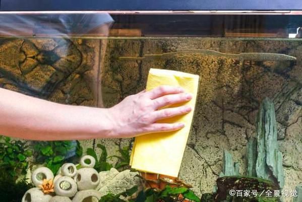 魚(yú)缸的水為啥發(fā)白（如何快速建立魚(yú)缸生態(tài)平衡？）