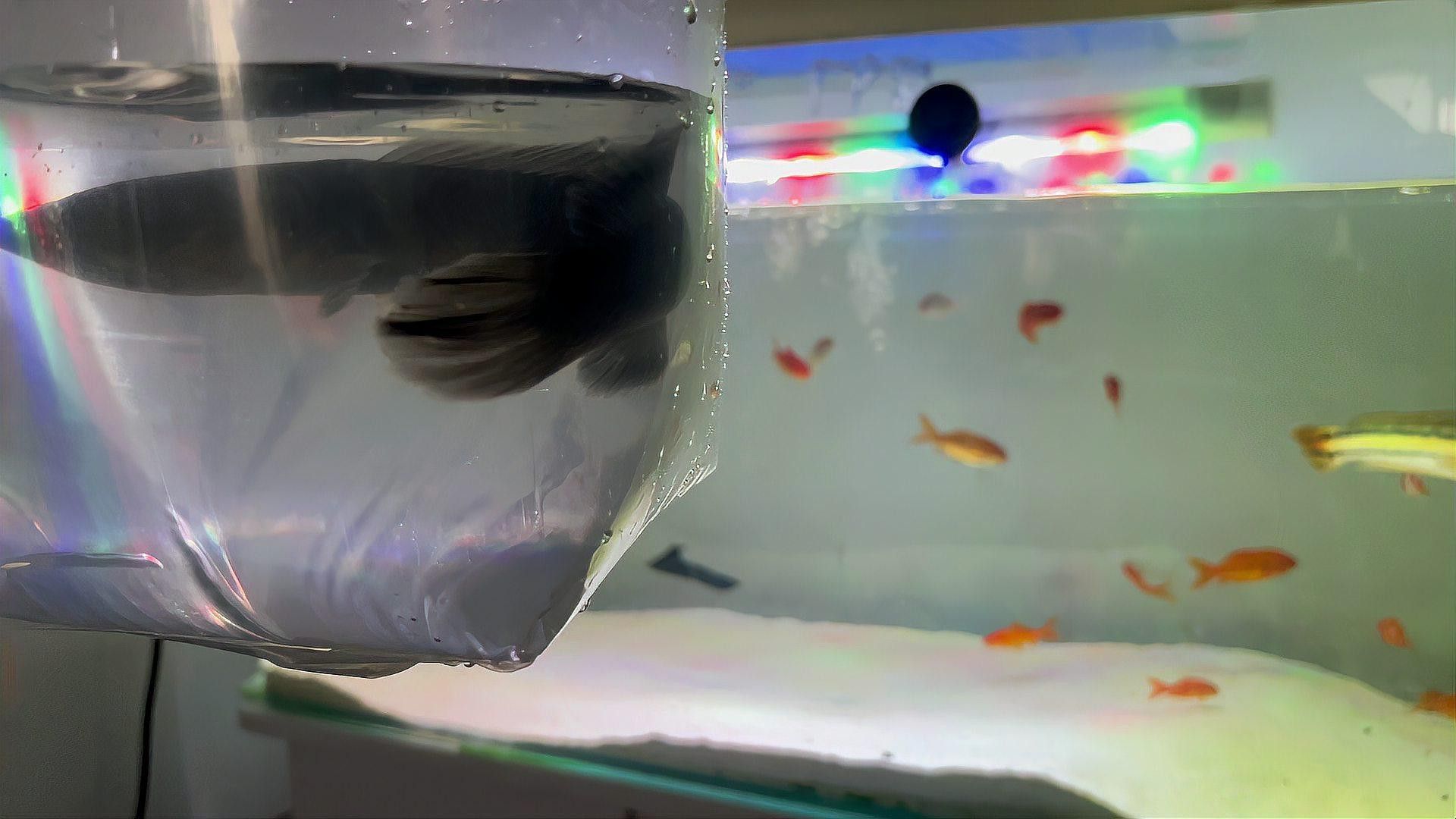 什么雷龍魚最便宜又好養的魚