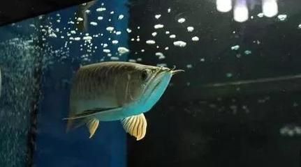 金龍魚增色燈怎么使用：金龍魚增色燈的使用方法