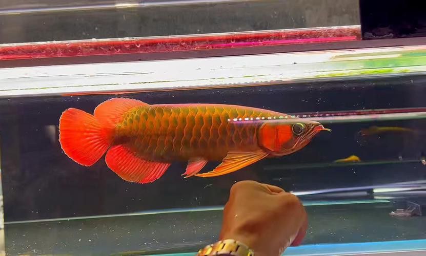 大紅龍魚圖片大全欣賞圖