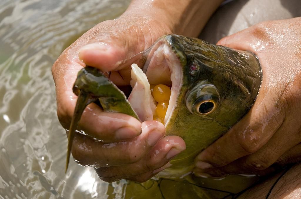 剛到家的龍魚不吃食怎么回事兒呀（剛到家的龍魚不吃食怎么回事龍魚不吃食怎么回事） 剛到家的龍魚不吃食怎么回事兒呀（剛到家的龍魚不吃食怎么回事龍魚不吃食怎么回事） 龍魚百科 第2張