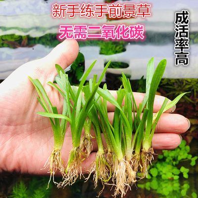 魚缸過濾器突然不工作了怎么回事（如何清洗魚缸過濾器堵塞如何處理魚缸過濾器安裝指南）