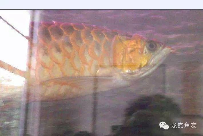 龍魚不吃食物的原因：龍魚不吃食物怎么辦