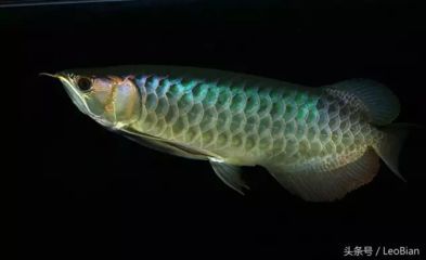 翡翠綠底金龍魚：翡翠綠底金龍魚是一種既美觀又具有文化寓意的觀賞魚