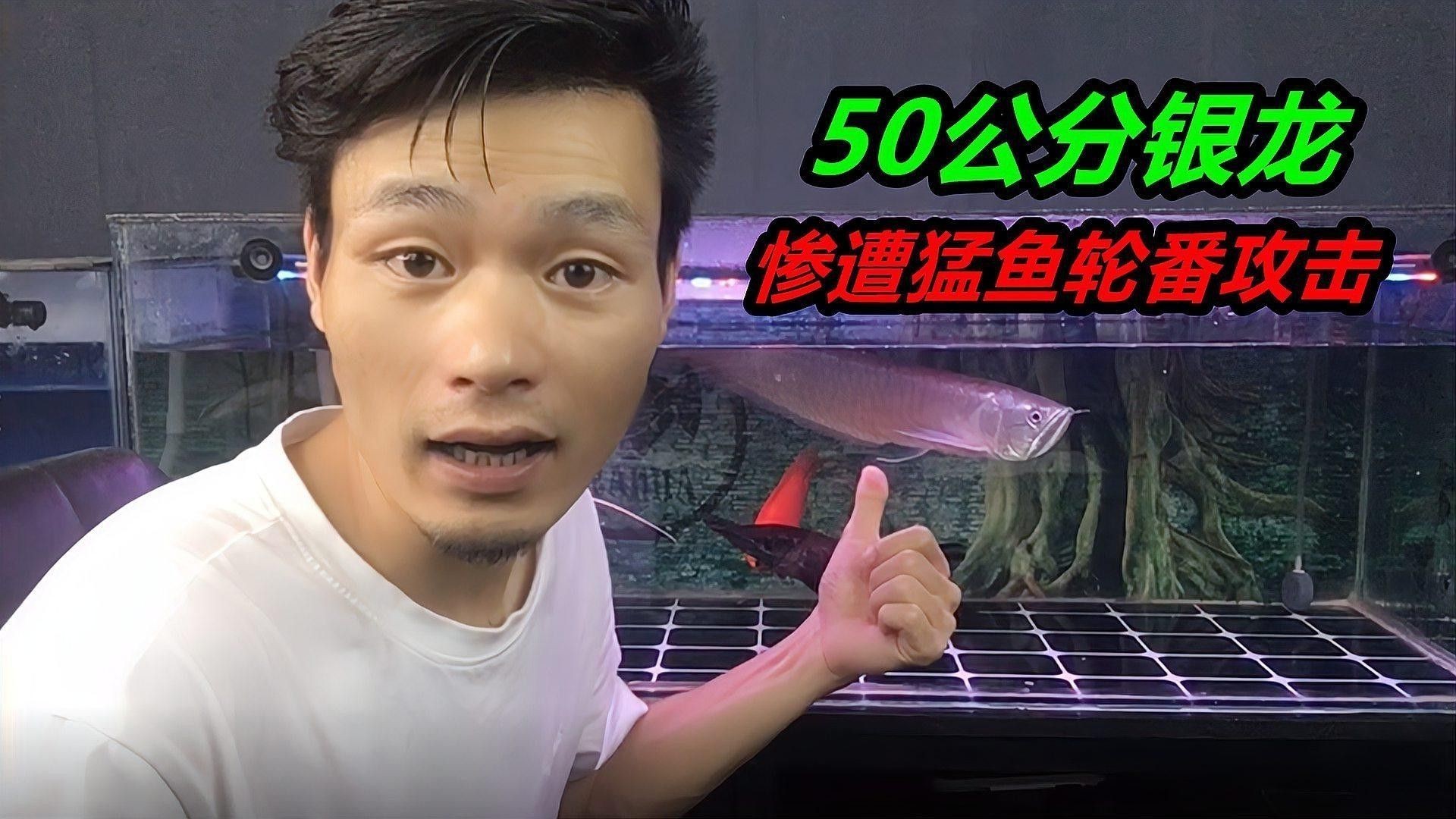 新手養銀龍魚注意什么