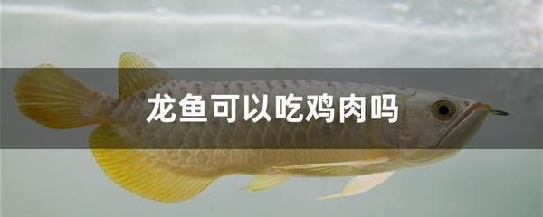 龍魚(yú)能吃雞肉嗎：如何判斷龍魚(yú)營(yíng)養(yǎng)均衡，龍魚(yú)肥胖的預(yù)防方法