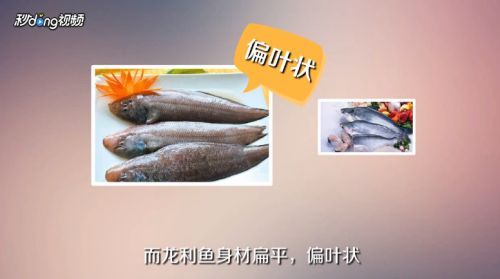 龍魚是不是巴沙魚：巴沙魚與龍魚的區別