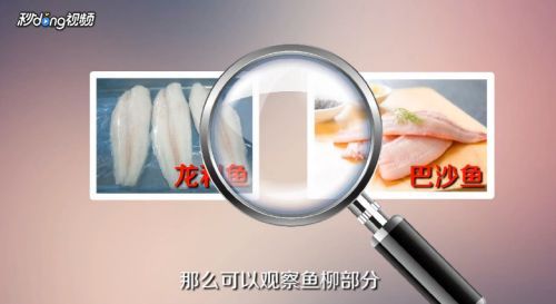 龍魚是不是巴沙魚：巴沙魚與龍魚的區別