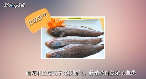 龍魚是不是巴沙魚：巴沙魚與龍魚的區別