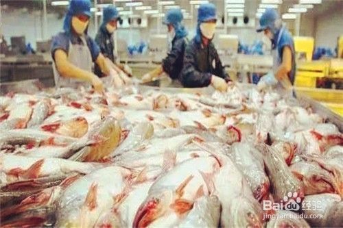 龍魚是不是巴沙魚：巴沙魚與龍魚的區別