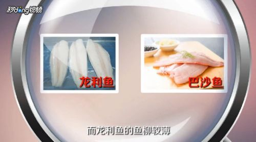 龍魚是不是巴沙魚：巴沙魚與龍魚的區別